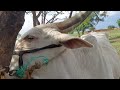 Cow Milking Vlog