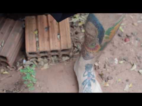 Duodeno - Seu Bonifácil