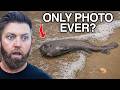 5 Animals That Have Only Been Seen Once DEFAULT Thumbnail