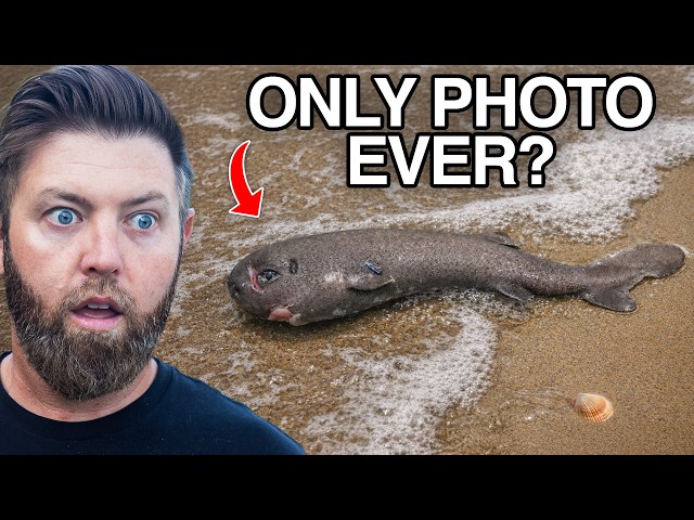 5 Animals That Have Only Been Seen Once SDDEFAULT Thumbnail