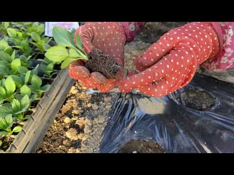 アルパインアスター 植物