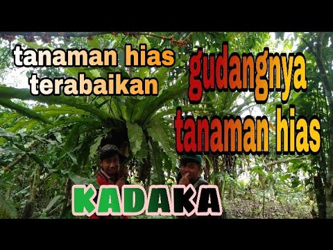 WILD KADAKA PLANTS ARE ABOUT
