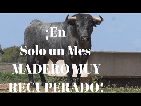 😍¡Imagínate! ¡MADERO Toro Victorino Indultado por Ferrera en Olivenza COMPLETAMENTE RECUPERADO!