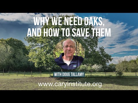 Why We Need Oaks, and How to Save Them with Doug Tallamy