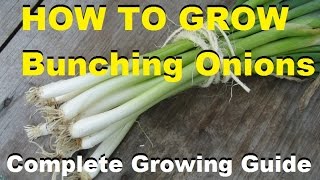 How To Grow Bunching Onions - Complete Growing Guide