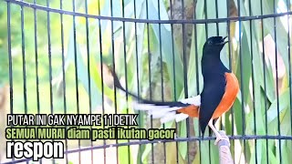 Download lagu PANCINGAN murai batu GACOR FIGHTER melatih bongkar materi, Jadikan burung cepat bunyi pasti ngamuk mp3