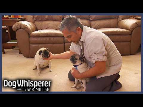 Feisty Pugs Have Been Fighting Nonstop For Years! | S5E17 Full Episode | Dog Whisperer