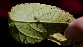 Get It Growing: How to get rid of lace bugs