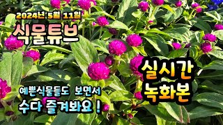 2024년 5월 11일  예쁜식물들 보면서 랜선으로 아이쇼핑하면서  수다즐겨봐요. #양재꽃시장 #식물튜브 #…