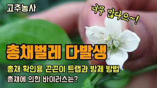 고추칼라병의 원인 총채벌레 다발생시 방제 방법과 칼라병증상, 끈끈이트랩으로 총채벌레 확인하기, 고추꽃이 많아…