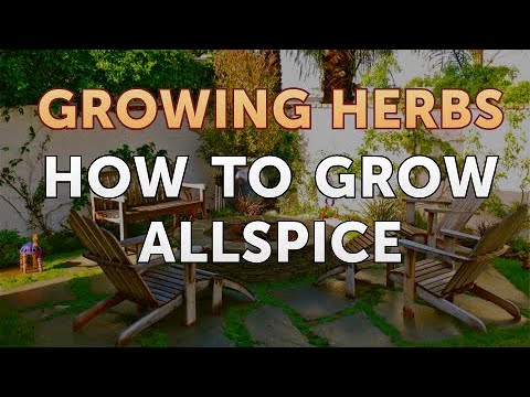 How to Grow Allspice