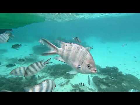 Videos del Veranda Palmar Beach  Spa 3★ en Belle Mare, MauricioVer MásVerPrecios21CerrarConsulta por Whatsapp 🇦🇷BookingTripadvisorExpediaAgodaTravelocityOrbitzPricelineTripSkyscannerDespegarKayakHotelesBestdayDestiniaTrivagoTurismocityAlmundoLastminuteHotwireTuiWotif