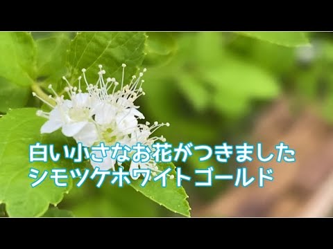 小さなシモツケ 植物