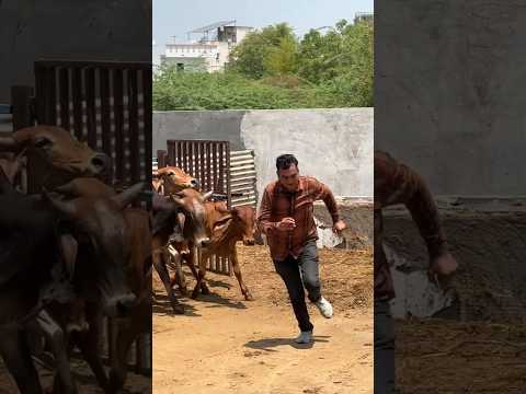 #shravanseva #cow #gaumata #trending #indiancow #youtubeshorts