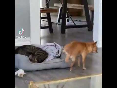 The Naughty Puppy Pissed on the Cat's Bed | The Cat Wakes up to the Sound of Peeing