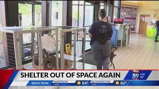 Indianapolis Animal Care Services full, adoptions are now free