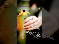 New Female Version Status Thoda Resham Lagta Hai Female Version Hindi Ringtone