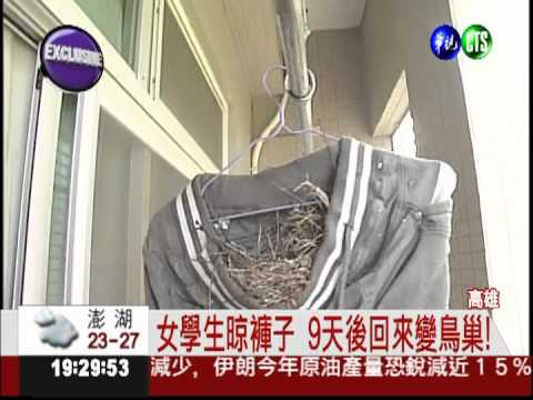 褲子當樹梢! 鳥兒築巢護幼雛