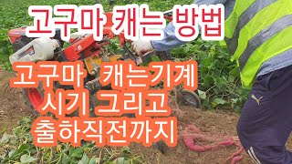 [고구마재배방법] 고구마 캐는방법과 수확 시기 그리고 캐는기계