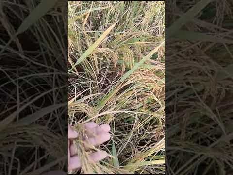 Black Agriculture Sodium Humate Powder, Bag