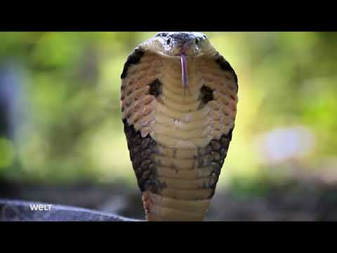 Die Waffen der Tiere - HD DEUTSCH [Tierdokumentation]