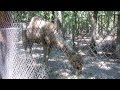 Camel Desert Hump Back Animal At The Waccatee Zoo SC