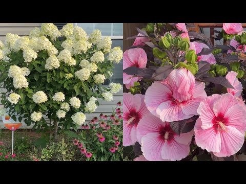 , title : 'ESTAS PLANTAS FLORECEN A MONTONES Hibiscos, Hortensias,Dalias'