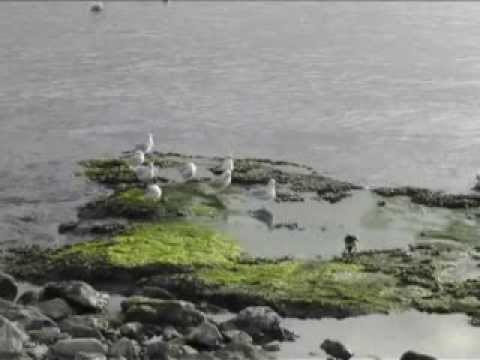 Crows Imitating Seagulls (Corvus cornix)