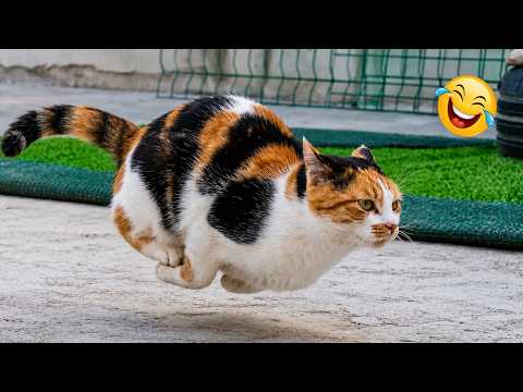 Impossible Not to Laugh 🤣😹 Funniest Cat Clips 2026