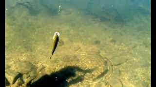 preview picture of video 'Douglas and a Smallmouth Bass, Fishing in Cedarville, Michigan'