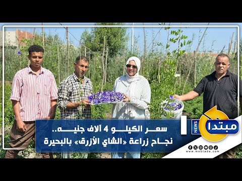 سعر الكيلو 4 آلاف جنيه.. نجاح زراعة «الشاي الأزرق» في البحيرة 
