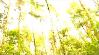 preview picture of video 'Sunrise In The Woods'
