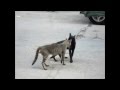 Funny Crazy Cat Fight Sounds Funny Cat Fight Compilation Real Cat Fight