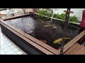 Kolam Ikan Hias Minimalis Dari Terpal