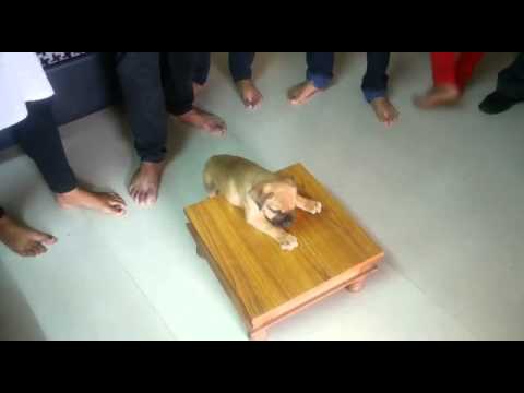 Bullmastiff puppy (my baby) his first day at home!