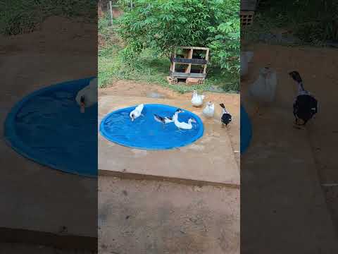 O lago dos patos no Sitio Valentim Mouro em Raul Soares-MG