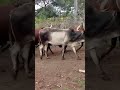 SENGELEMA MAKUMI OFFICIAL VIDEO