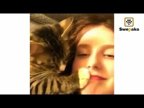 New Cat Compilation 2020 🤩 - Best Funny Cat Videos Ever