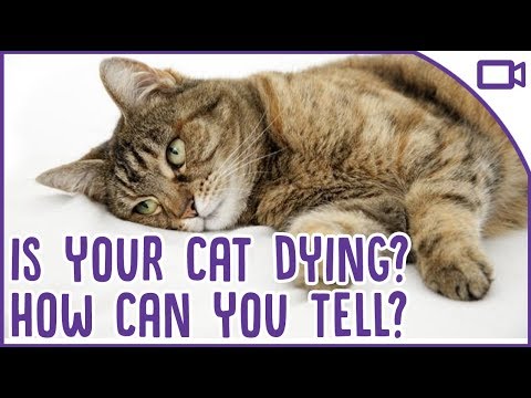 How to Tell If Your Cat Is Dying and What to Do - YouTube