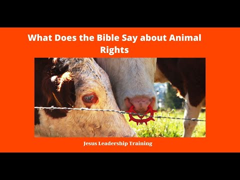 What Does the Bible say about Animal Rights