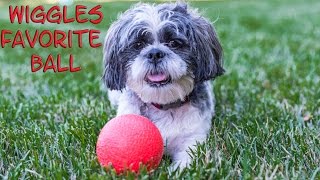 WIGGLES Backyard Play Date with the Assistant Finds His Favorite Ball