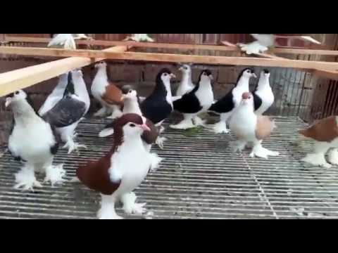 Lahore pigeons
