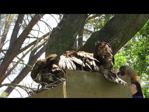 marily returns 2nd eaglet to nesting platform