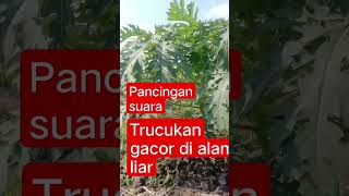 Download lagu pancingan suara trucukan di alam liar #trucuk #trucukangacor @unineanok06 mp3 Download lagu pancingan suara trucukan di alam liar #trucuk #trucukangacor @unineanok06 mp3