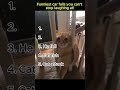 Funniest Cat Fails You Cant Stop Laughing At