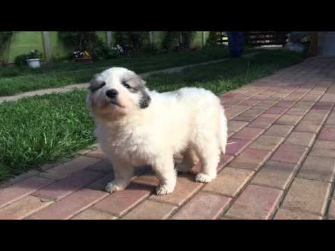 Great Pyrenees puppy for sale
