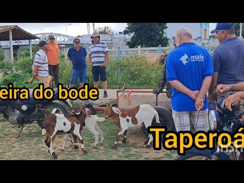 Feira do bode e do gado em Taperoá PB