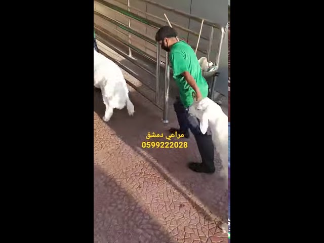 حري جذع حجم كبير 6  شهور ، الوزن: 22