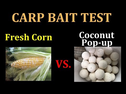 Fresh Corn vs. Coconut Pop-up Boilie: Carp Bait test