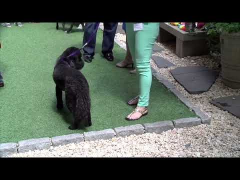 Newton Pet Licensing